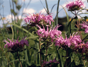 Monarda s0067p